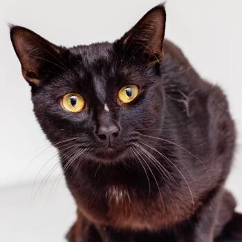 Binky -  Domestic Short Hair Cat for Adoption in Hattiesburg, Mississippi - Binky | PetCurious
