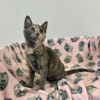 Tanya -  Domestic Short Hair Cat for Adoption in Houston, Texas - Tanya | PetCurious