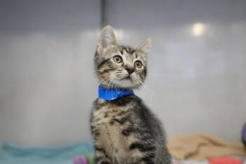 Pine -  Domestic Short Hair Cat for Adoption in Edmond, Oklahoma - Pine | PetCurious