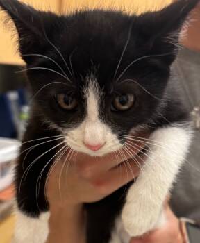 Rescue Domestic Short Hair Cats for Adoption in Elizabethton, Tennessee - CIDER | PetCurious