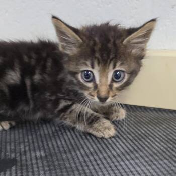 Calliope -  Domestic Medium Hair Cat for Adoption in Ardmore, Oklahoma - Calliope | PetCurious