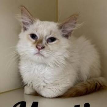 Martin -  Domestic Long Hair and Siamese Cat for Adoption in Manistee, Michigan - Martin | PetCurious