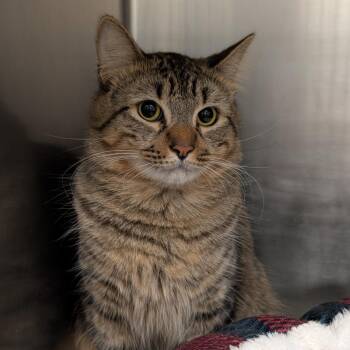 Domestic Medium Hair Cats Available for Adoption in Titusville, Florida - Wybie | PetCurious