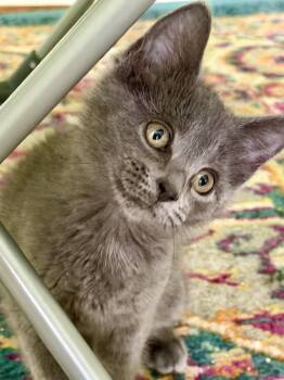 Scooter -  Tabby and Domestic Short Hair Cat for Adoption in Georgetown, Kentucky - Scooter | PetCurious