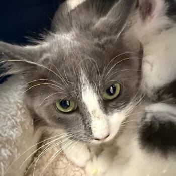 Wawa -  Domestic Medium Hair Cat for Adoption in Troy, Virginia - Wawa | PetCurious