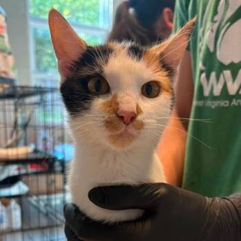 Pamela -  Domestic Short Hair Cat for Adoption in Huntington, West Virginia - Pamela | PetCurious