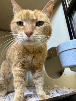 Dottie -  Domestic Short Hair Cat for Adoption in Webster, Wisconsin - Dottie | PetCurious