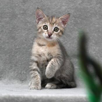 Domestic Short Hair Cats Available for Adoption in Sunnyvale, California - Rose | PetCurious