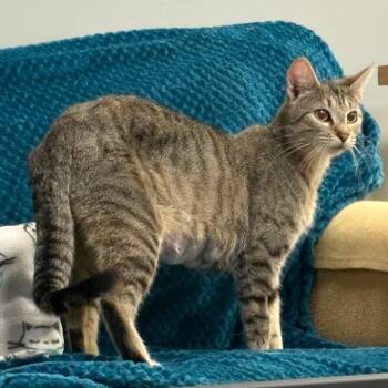 Domestic Short Hair Cats Available for Adoption in Lenexa, Kansas - Jensen | PetCurious
