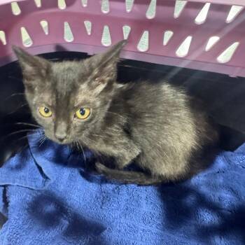Ned -  Domestic Short Hair Cat for Adoption in Tampa, Florida - Ned | PetCurious