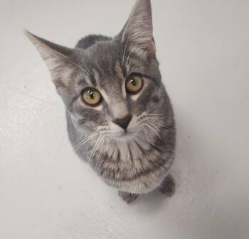 Rescue Manx and Norwegian Forest Cat Cats for Adoption in Driggs, Idaho - Forest | PetCurious