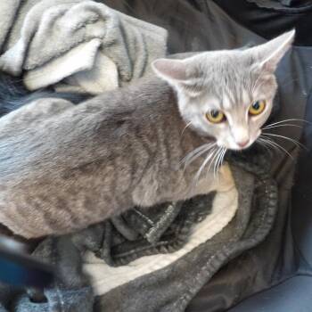 Tiana -  Domestic Short Hair Cat for Adoption in New York, New York - Tiana | PetCurious