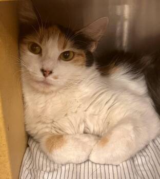 Anglia -  Calico Cat for Adoption in San Juan Capistrano, California - Anglia | PetCurious
