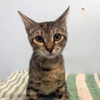 Demeter -  Domestic Short Hair Cat for Adoption in Fort Lauderdale, Florida - Demeter | PetCurious