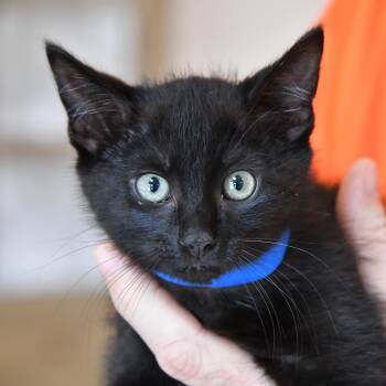 Rescue Domestic Short Hair Cats for Adoption in Dallas, Texas - Orion | PetCurious