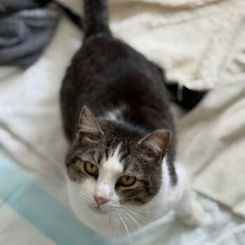 Domestic Short Hair Cats Available for Adoption - Gandolf | PetCurious