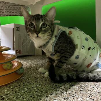 Captain -  Domestic Short Hair Cat for Adoption in Cheyenne, Wyoming - Captain | PetCurious
