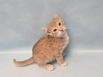 Katakuri -  Domestic Short Hair Cat for Adoption in Minneapolis, Minnesota - Katakuri | PetCurious