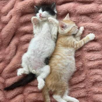 Kow 12 -  Domestic Short Hair Cat for Adoption in Austin, Texas - Kow 12 | PetCurious