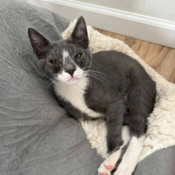 Rescue Domestic Short Hair Cats for Adoption in Merrifield, Virginia - Bowtie Hyattsville | PetCurious