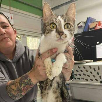 Domestic Short Hair Cats Available for Adoption in Fredericksburg, Virginia - Vinzer | PetCurious