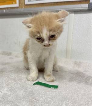 A883300 -  Domestic Short Hair Cat for Adoption in Camarillo, California - A883300 | PetCurious