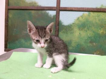 CHARLIE -  Domestic Short Hair Cat for Adoption in Houston, Texas - CHARLIE | PetCurious