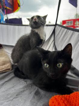 Pickle -  Domestic Short Hair Cat for Adoption in Elkins, West Virginia - Pickle | PetCurious