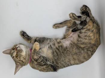 Pumpkin Spice -  Domestic Short Hair and Affenpinscher Cat for Adoption in Powell, Ohio - Pumpkin Spice | PetCurious