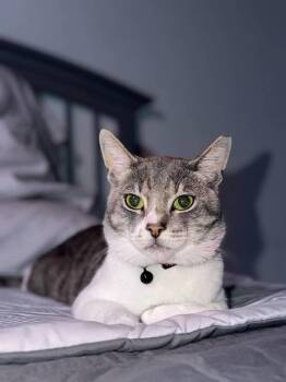 Elon -  Domestic Short Hair Cat for Adoption in Lodi, California - Elon | PetCurious