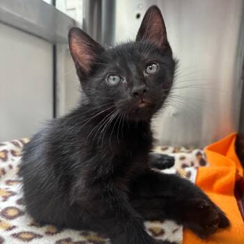 Leo -  Domestic Short Hair Cat for Adoption in Corpus Christi, Texas - Leo | PetCurious