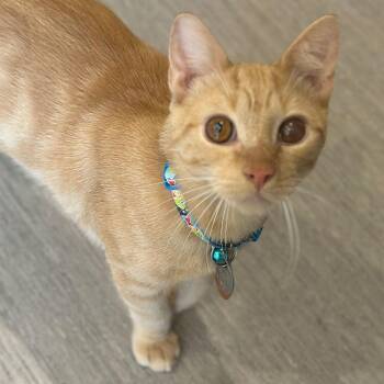 Jagger -  Domestic Short Hair Cat for Adoption in Port Washington, New York - Jagger | PetCurious