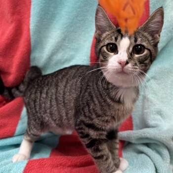 Token -  Domestic Short Hair Cat for Adoption in Hawthorne, California - Token | PetCurious