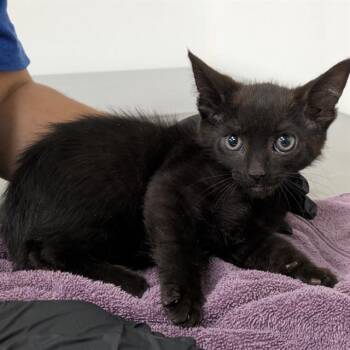 TERRY -  Domestic Short Hair Cat Available for Adoption in Camarillo, California - TERRY | PetCurious