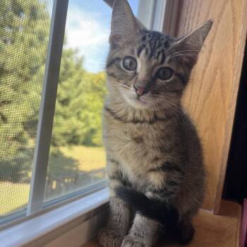Butterscotch -  Domestic Short Hair Cat for Adoption in Columbia, Missouri - Butterscotch | PetCurious