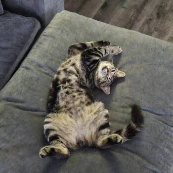 Domestic Short Hair Cats Available for Adoption in Houston, Texas - Atlas | PetCurious
