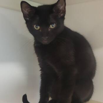 Sonny Butter -  Domestic Short Hair Cat for Adoption in Wheeling, Illinois - Sonny Butter | PetCurious