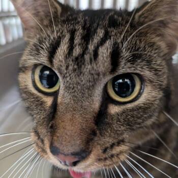 Appa -  Domestic Short Hair Cat for Adoption in Charlottesville, Virginia - Appa | PetCurious