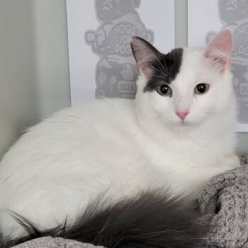 Jeremy -  Domestic Long Hair Cat for Adoption in Genoa, Illinois - Jeremy | PetCurious