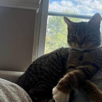 Rescue Domestic Short Hair and Tabby Cats for Adoption in Lemont, Illinois - Fahad | PetCurious