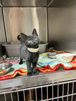 Domestic Short Hair Cats Available for Adoption in Marietta, Georgia - Maddy | PetCurious