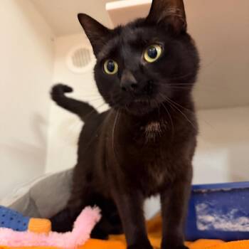 Domestic Short Hair Cats Available for Adoption - Juno (Jazzy) | PetCurious