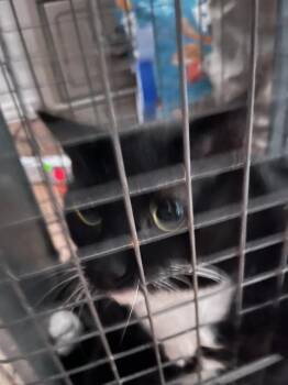 A477011 -  Domestic Short Hair Cat for Adoption in Oklahoma City, Oklahoma - A477011 | PetCurious