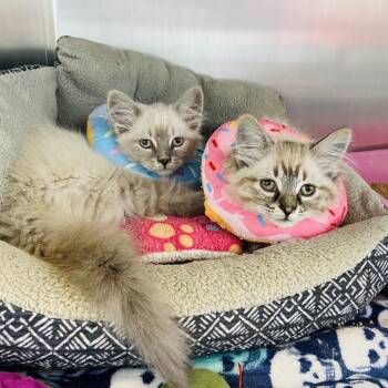 Siamese and Domestic Medium Hair Cats Available for Adoption - Leo Bonded With Milo | PetCurious