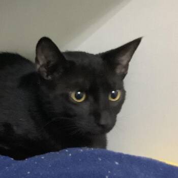 Wakko -  Domestic Short Hair Cat for Adoption in Redwood City, California - Wakko | PetCurious