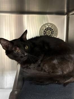 SQUINTS -  Domestic Short Hair Cat for Adoption in Minneapolis, Minnesota - SQUINTS | PetCurious