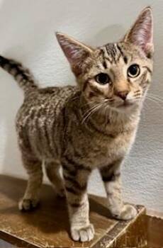 American Shorthair Cats Available for Adoption - Jimmy | PetCurious