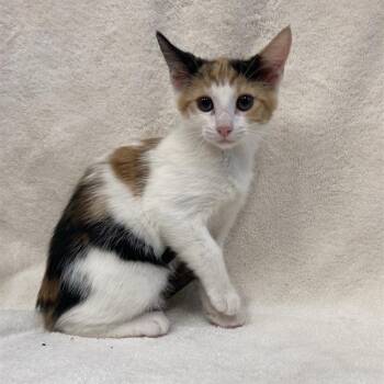 Rescue Domestic Short Hair Cats for Adoption in Hawthorne, California - Opal | PetCurious