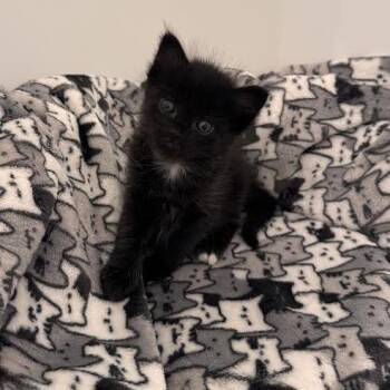 Warner -  Domestic Short Hair Cat for Adoption in Auburn, Alabama - Warner | PetCurious
