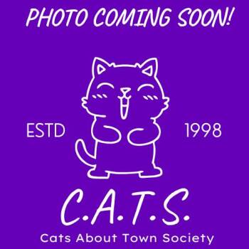 Domestic Short Hair Cats Available for Adoption in Sacramento, California - Celeste | PetCurious